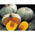 Nelson Grey Pumpkin Seeds (Prices From)