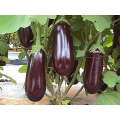 Napoli Oval - Purple/Black Eggplant Seeds