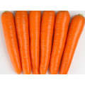 Nativa Berlicum Carrot Seeds (Prices From)