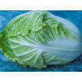 Natsuki Chinese Cabbage 1000 Seeds