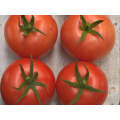 Nerine Indeterminate - Salad Tomato Seeds (Prices From)