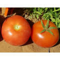 Obus Indeterminate - Salad Tomato Seeds (1000 seeds)