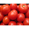 Odette Indeterminate - Salad Tomato Seeds (Prices From)