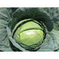 Optima White Round - Medium Cabbage Seeds (Prices From)
