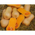 Pluto Butternut Squash Seeds (Prices From)