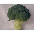 Parthenon Broccoli Seeds (Prices From)