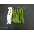 Paulista Bush Bean Seeds (Prices From)