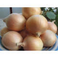 Perez Intermediate Onion Seeds (Prices From)