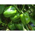 Plato Sweet Blocky Red Pepper Seeds 1000s