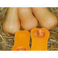 Quantum Butternut Squash Seeds (Prices From)