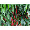 Rajah Hot Pepper Seeds (Prices From)