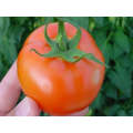 Rhapsody Indeterminate - Salad Tomato Seeds (Prices From)