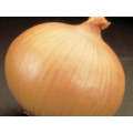 Savannah Sweet Short Day Brown Onion Seeds (Prices From)