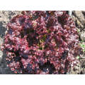 Scarlet Red Batavia Lettuce Seeds 100g