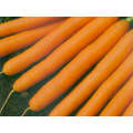 Scarlet Nantes Carrot (Prices From)