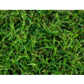 Bermuda Grass /Couch Grass - Cynodon Dactylon (Prices From)