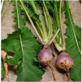 Turnips (Mammoth Purple top) Seeds 1kg