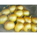 Texas Grano Short Day Onion Seeds (Prices From)