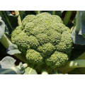 Triton Broccoli Seeds (Prices From)