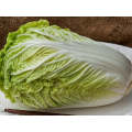 Tabaluga Chinese Cabbage Seeds (Prices From)