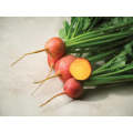 Touchstone Gold Speciality Yellow Beet 50 000 seeds