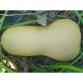 Waltham Butternut Squash Seeds (Prices From)