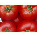 Zeal F1 Hybrid Semi - Determinate Salad Tomato Seeds (Prices From)