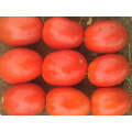 ZARA* F1 Hybrid Tomato Determinate Saladette Seeds (Prices From)