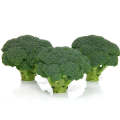 Ares Early Broccoli Seeds (Prices From)