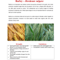 Barley Seeds 25kg