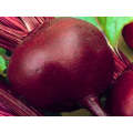 Crimson Globe Beetroot Seeds (Prices From)