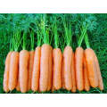 Carvora Nantes Carrot Seeds (Prices From)