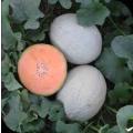 Adore Eastern Shipper Melon Seeds (Prices From)