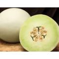 Dulce Nectar Honey Dew Melon Seeds (Prices From)