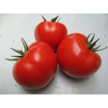 Heidi Indeterminate - Salad Tomato Seeds (Prices From)