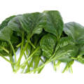 Helios Spinach Seeds (Prices From)