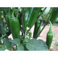 Spicy Slice Jalapeno Seeds (Prices From)