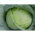 Superslam White Round - Medium Cabbage Seeds (Prices From)