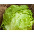 Supreme Plus Iceberg Lettuce Seeds (Prices From)