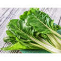 Fordhook Giant Swiss Chard Seeds (Prices From)