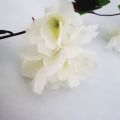 white flower strand