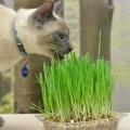 Kunduchi Super Grass