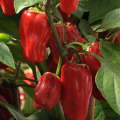 Capsicum Sweet Heat  Pepper - Capsicum Annuum - 5 seeds