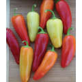 Santa Fe Grande Chilli Pepper - Capsicum Annuum - 20 Seeds