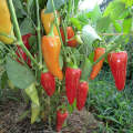 Santa Fe Grande Chilli Pepper - Capsicum Annuum - 20 Seeds