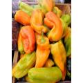 Cubanelle Sweet Pepper - Capsicum Annuum - 20 Seeds