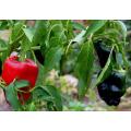 Ancho Grande Chilli Pepper - Poblano Ancho - Capsicum Annuum - 20 Seeds