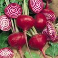 Chioggia Beetroot - Heirloom Vegetable - Beta Vulgaris - 50 Seeds