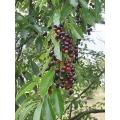 Wild Black Cherry Fruit Tree - Prunus serotina - 5 Seeds