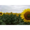Giant Sunflower - Helianthus - Annual - 20 Seeds